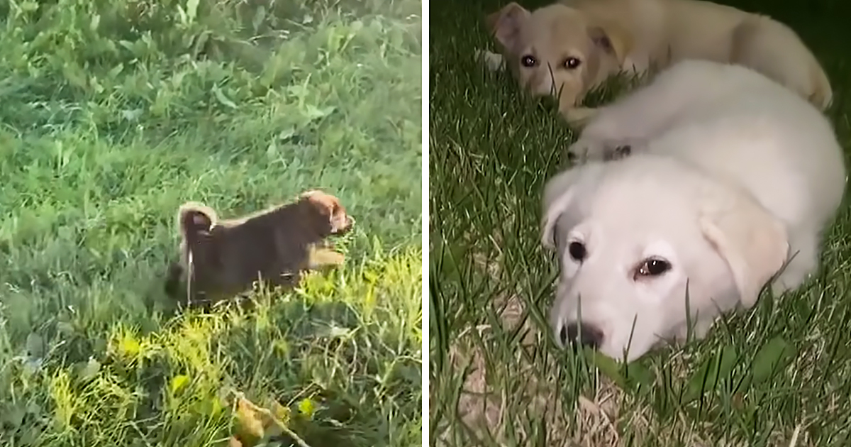 Puppies