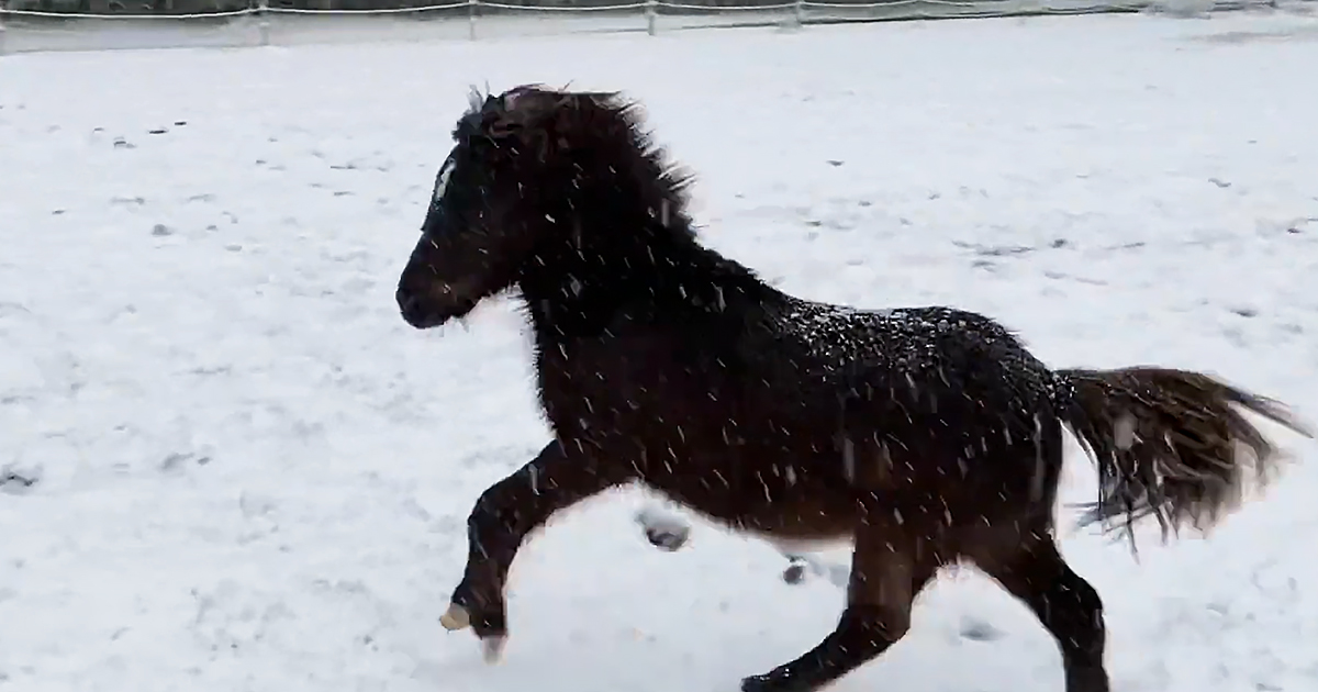 Miniature horse