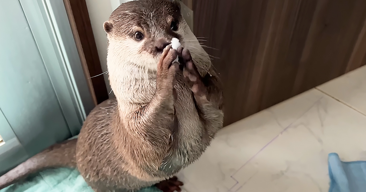Adorable otter