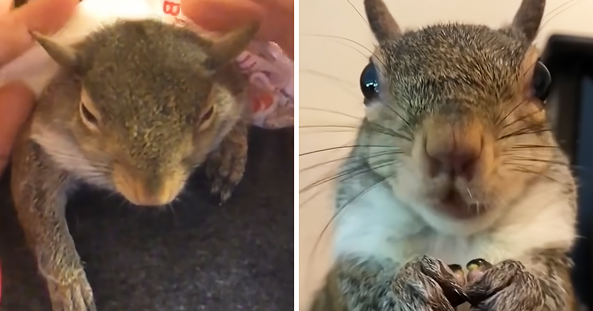 Squirrel