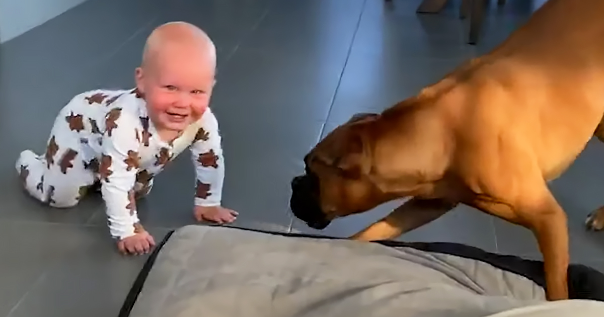 Dog and baby