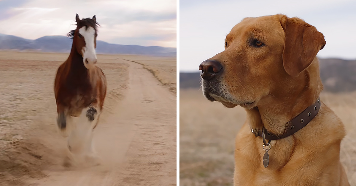 Clydesdale and dog