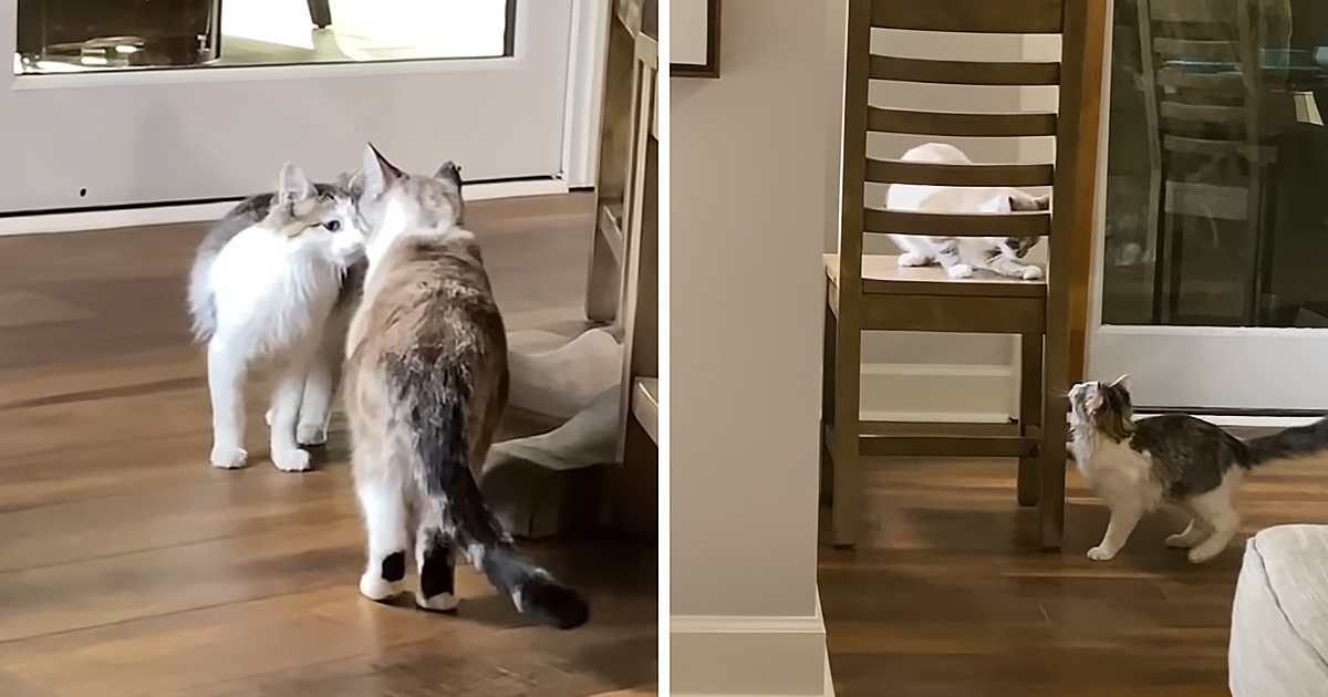 Adorable cats