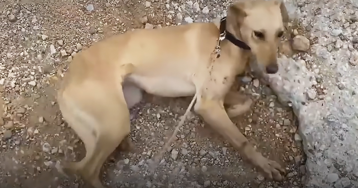 Chained up dog