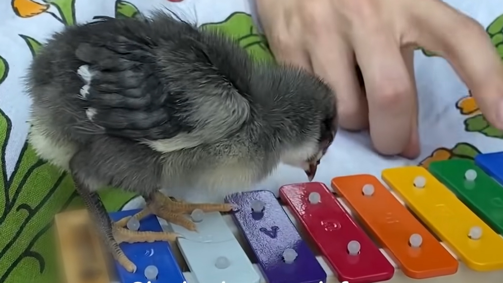 Chicken
