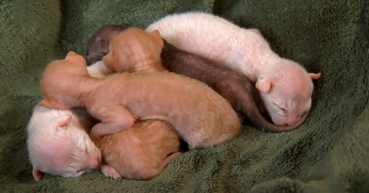 Kittens