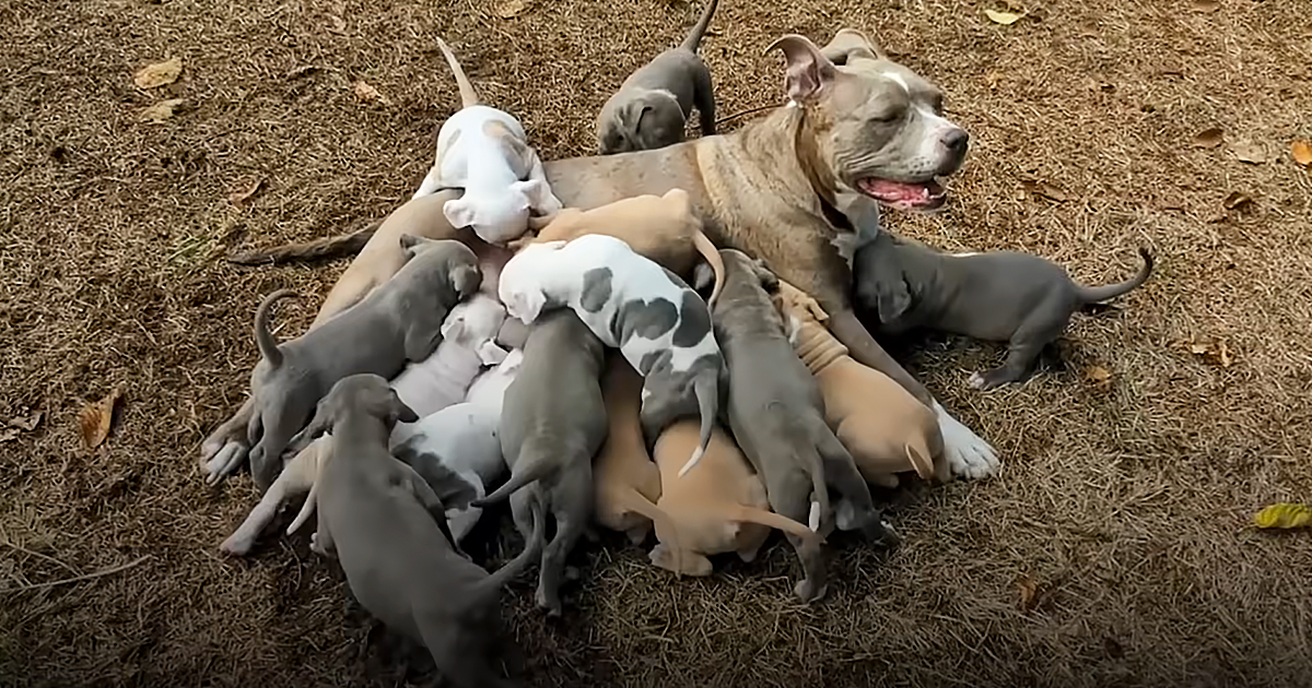 Foster dog and puppies
