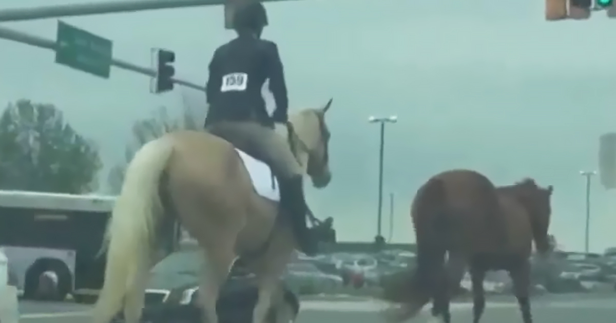Horse