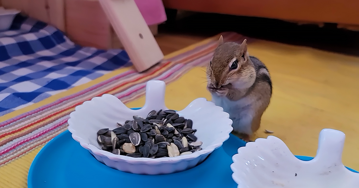 Cute chipmunk