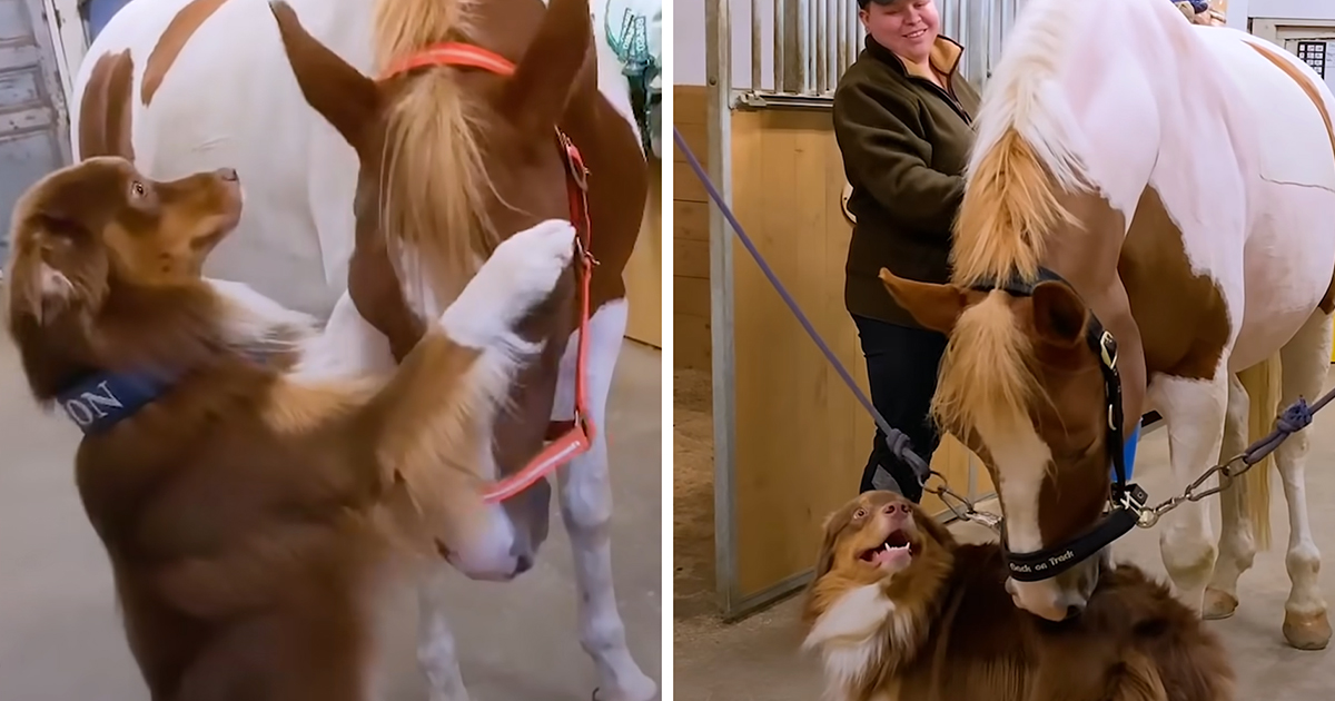 Dog and horse