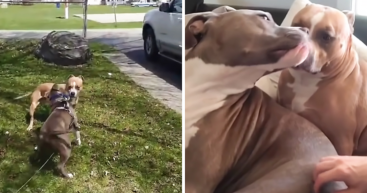Rescued dog and his best friend