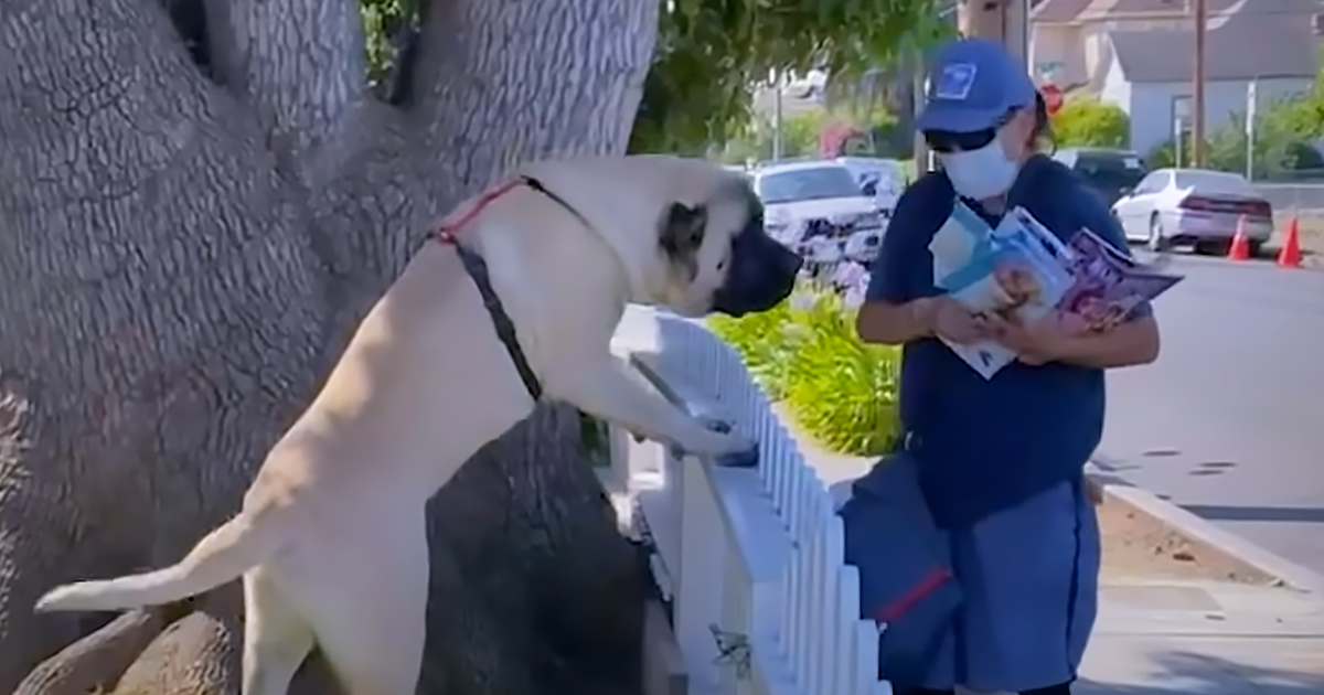 Adorable dog and his favorite mailwoman