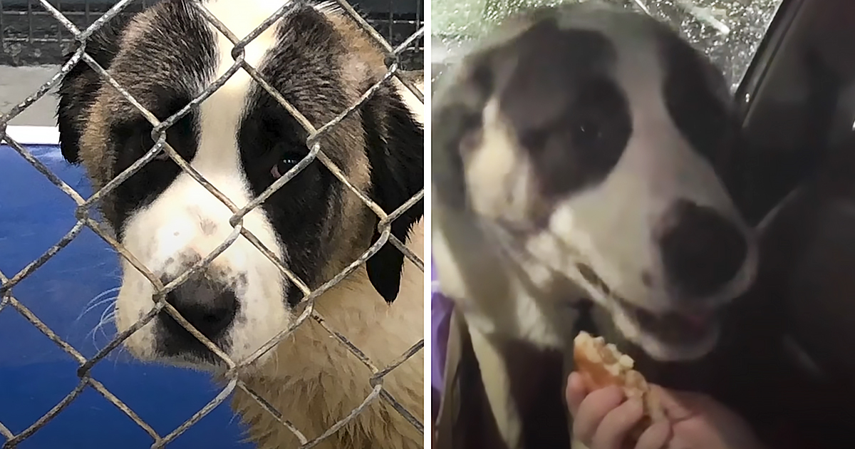 Adorable dog