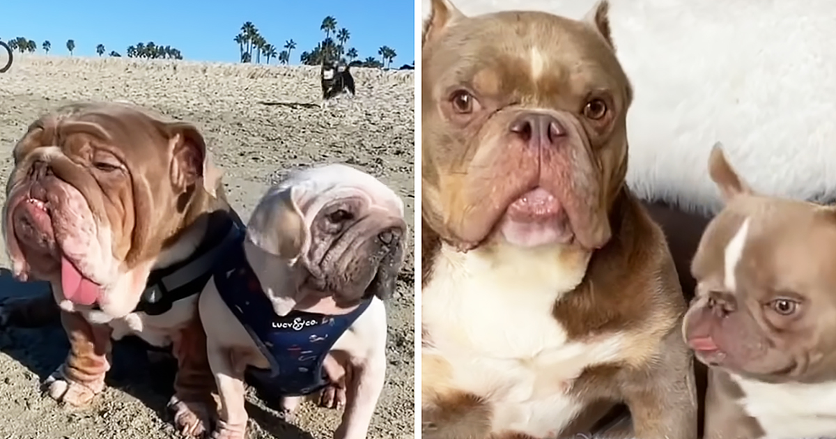 English Bulldog