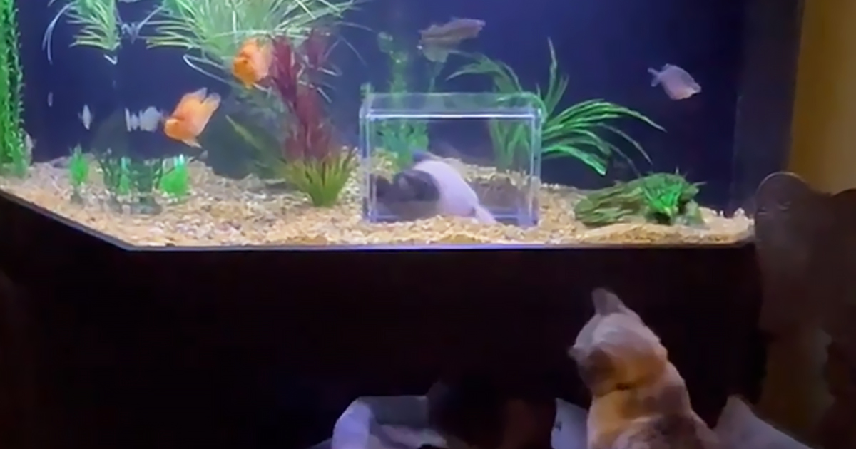 Custom-made aquarium