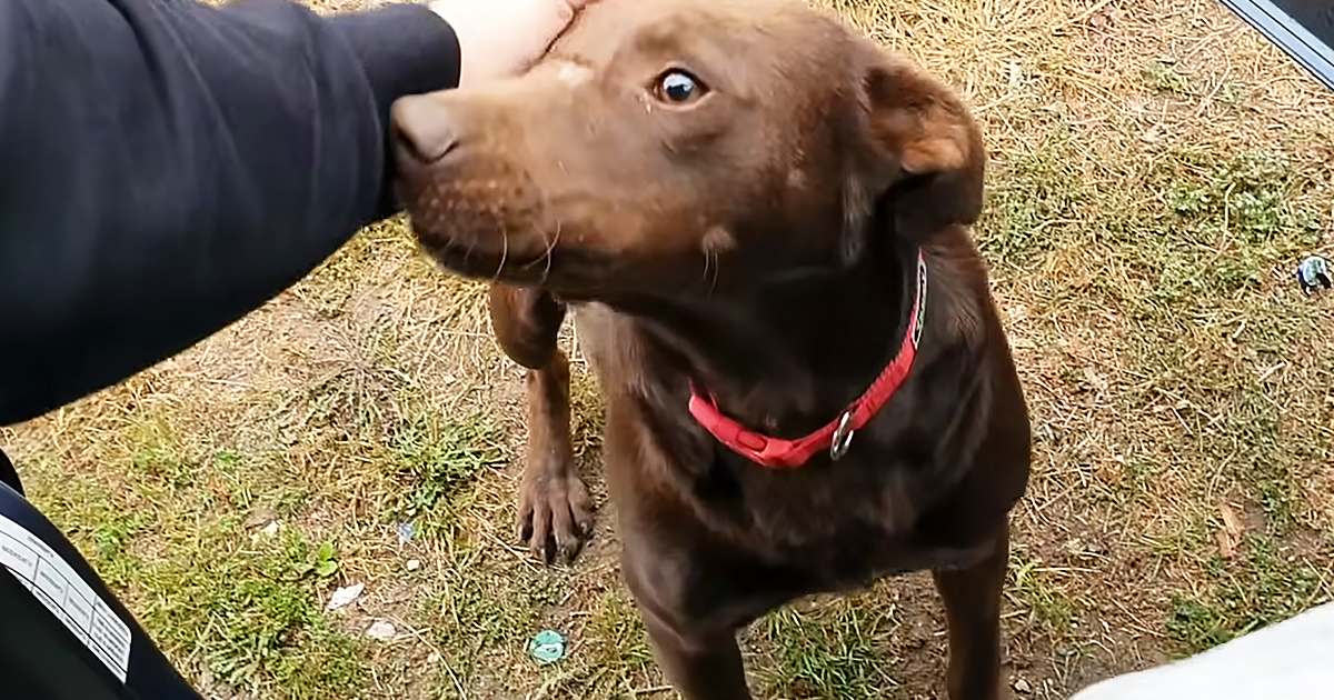 Stray dog