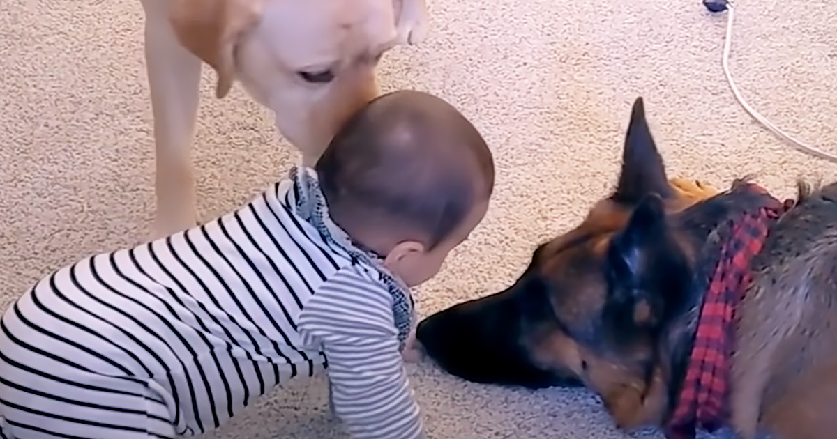 Dogs and their baby brother