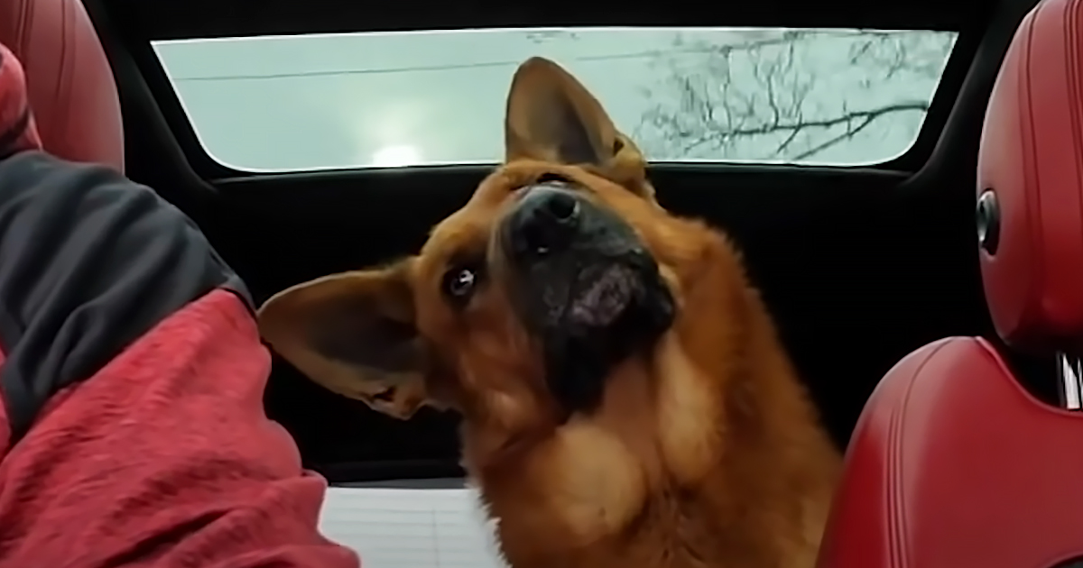 German Shepherd