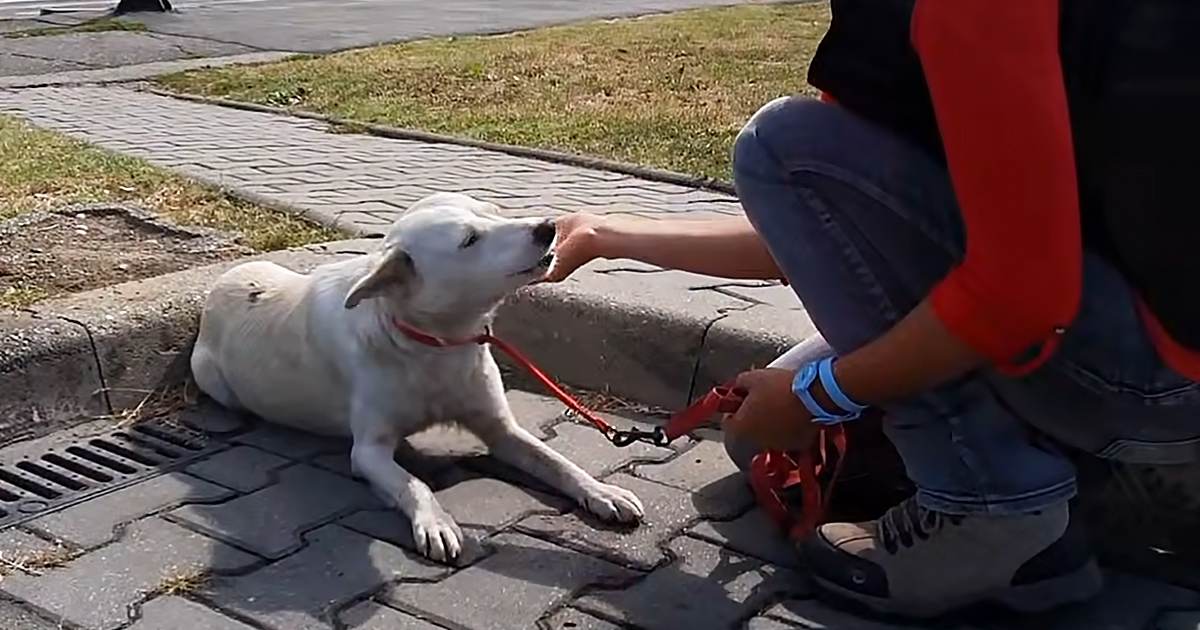 Homeless dog