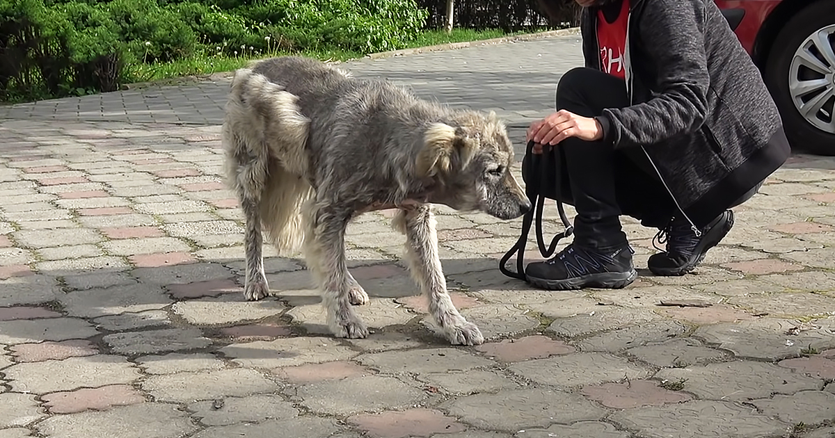 Homeless dog