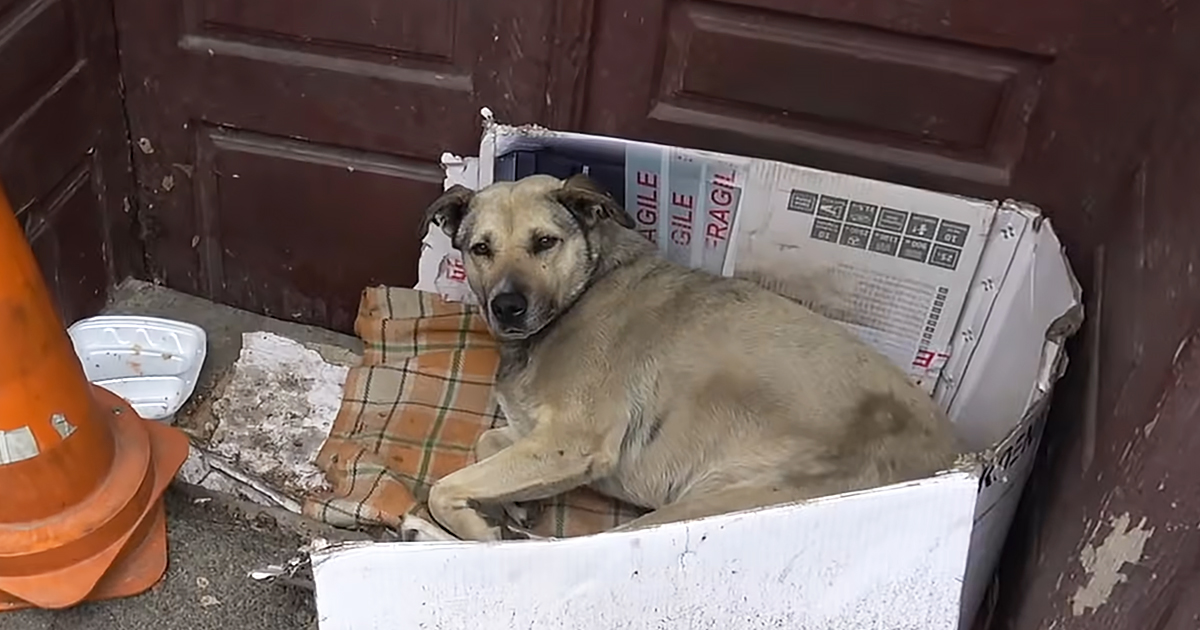 Senior dog
