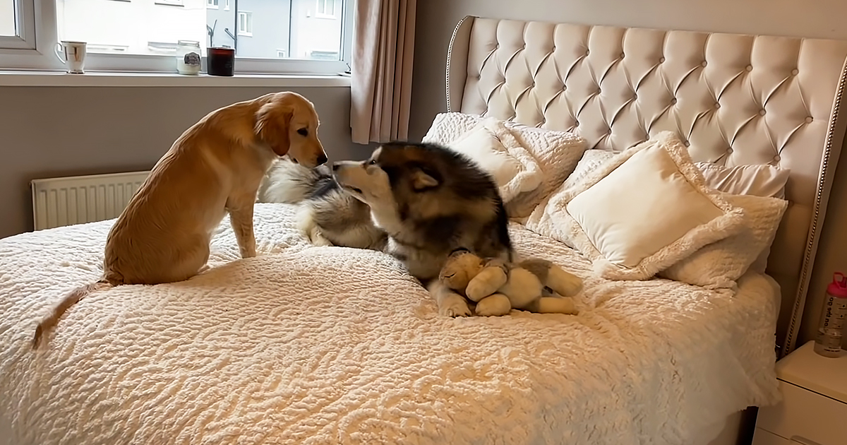 Husky and Golden Retriever puppy best friend have a playful reunion ...