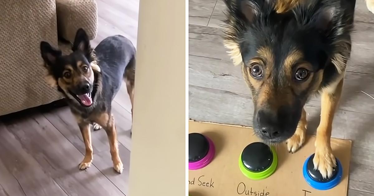 German Shepherd