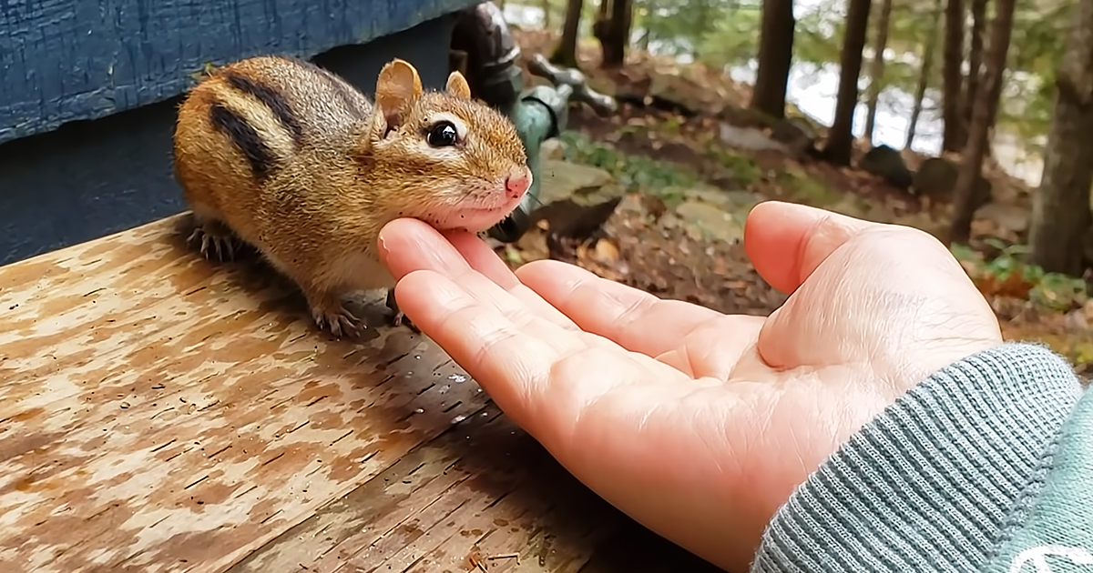 Chipmunk
