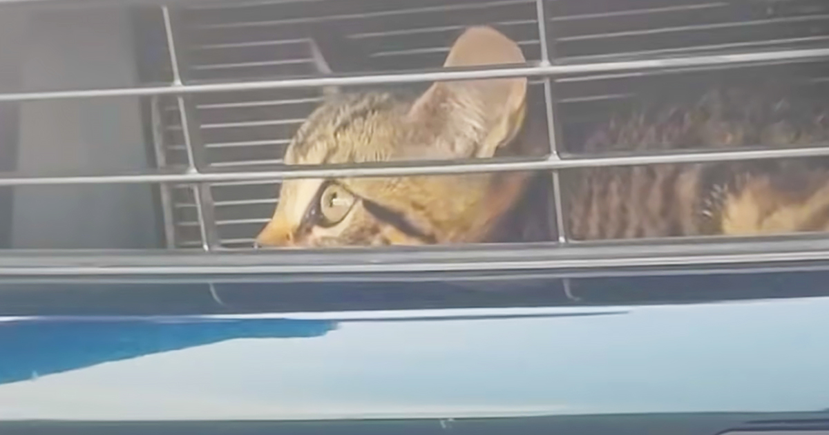 Kitten