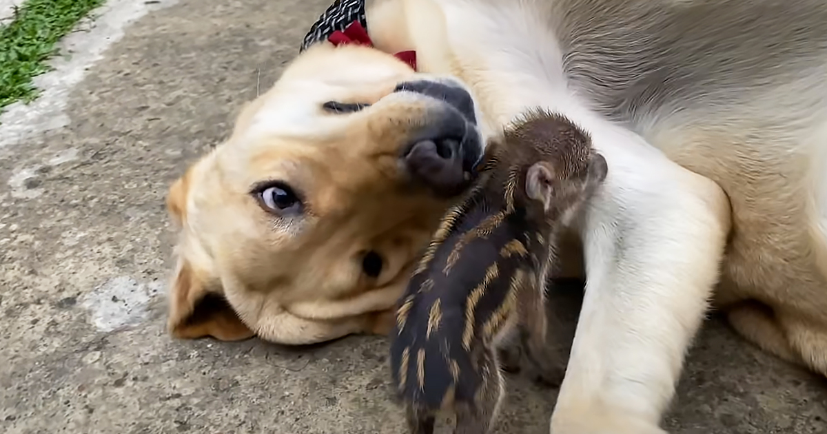 Dog and wild boar