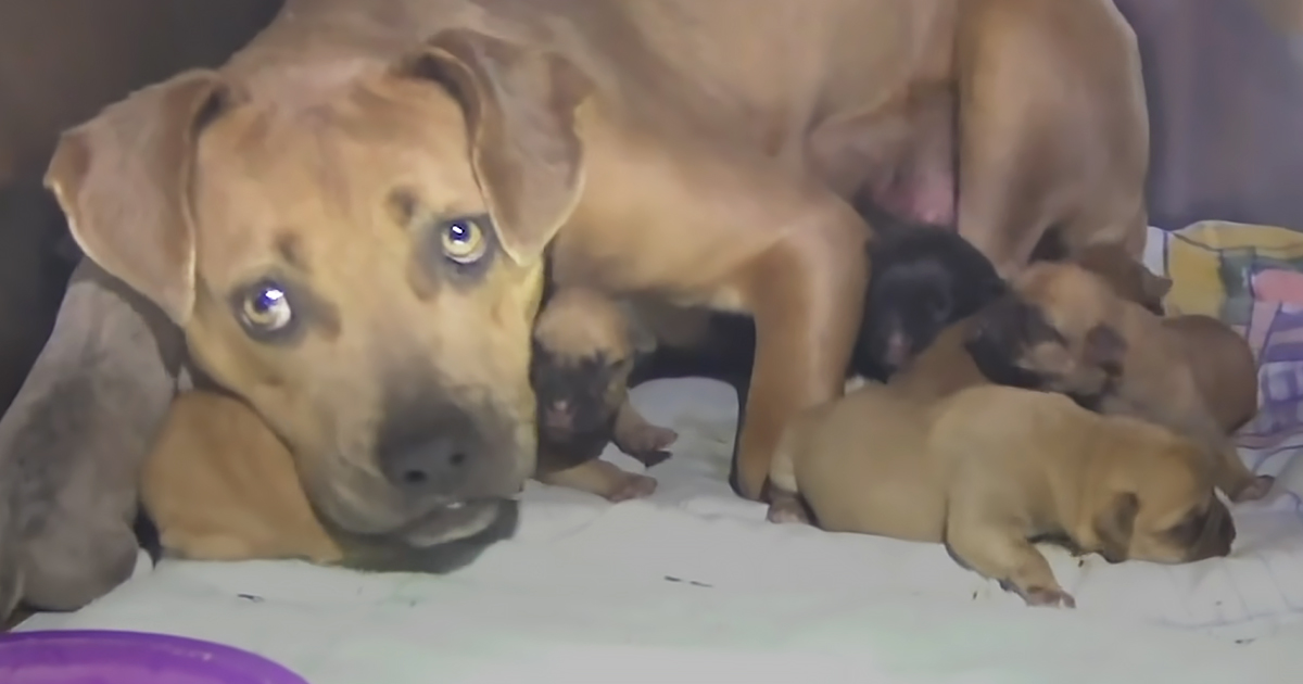 Stray dog and puppies
