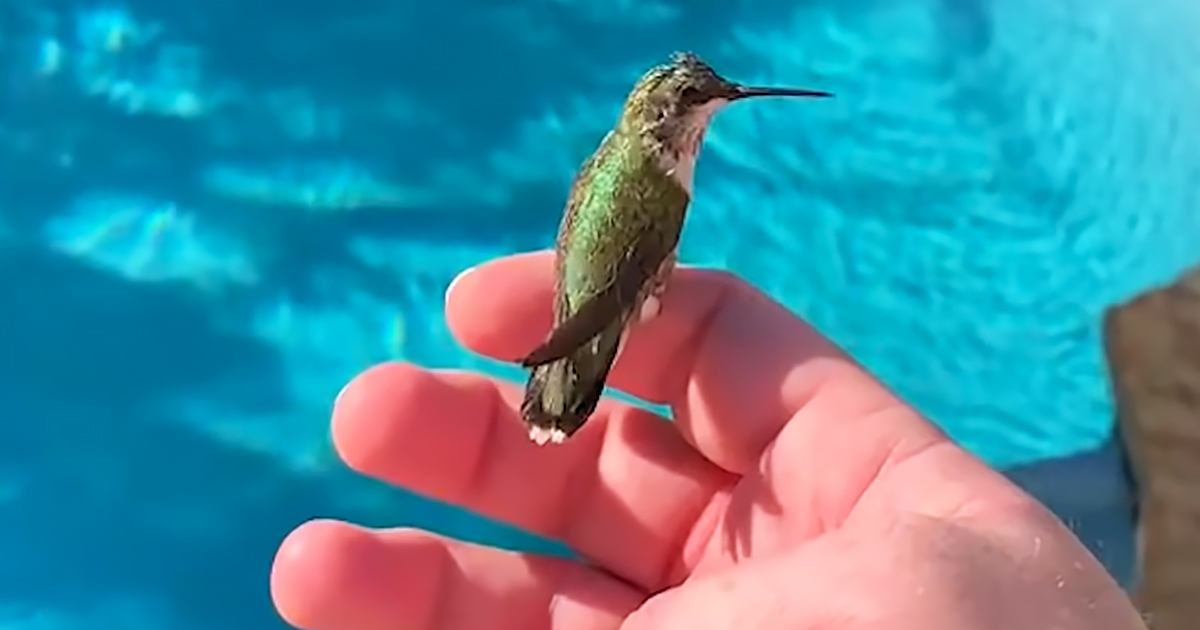 Hummingbird