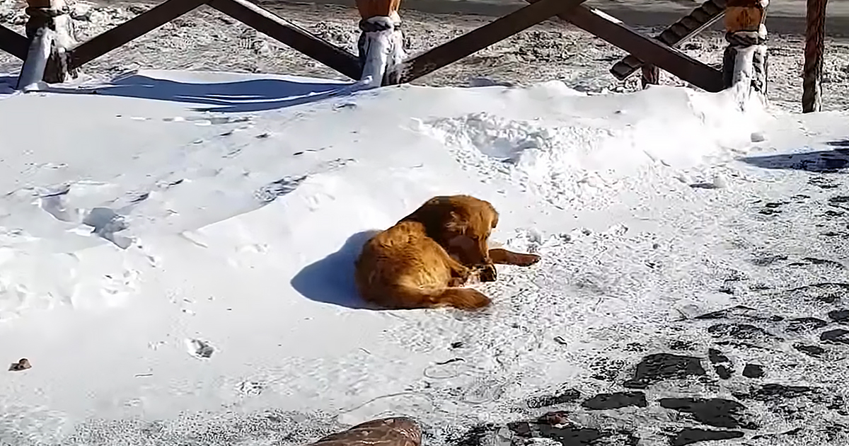 Stray dog