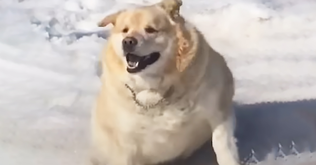 Golden Retriever