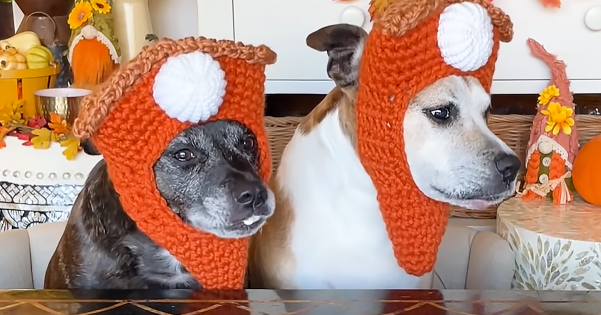 Pittie sisters