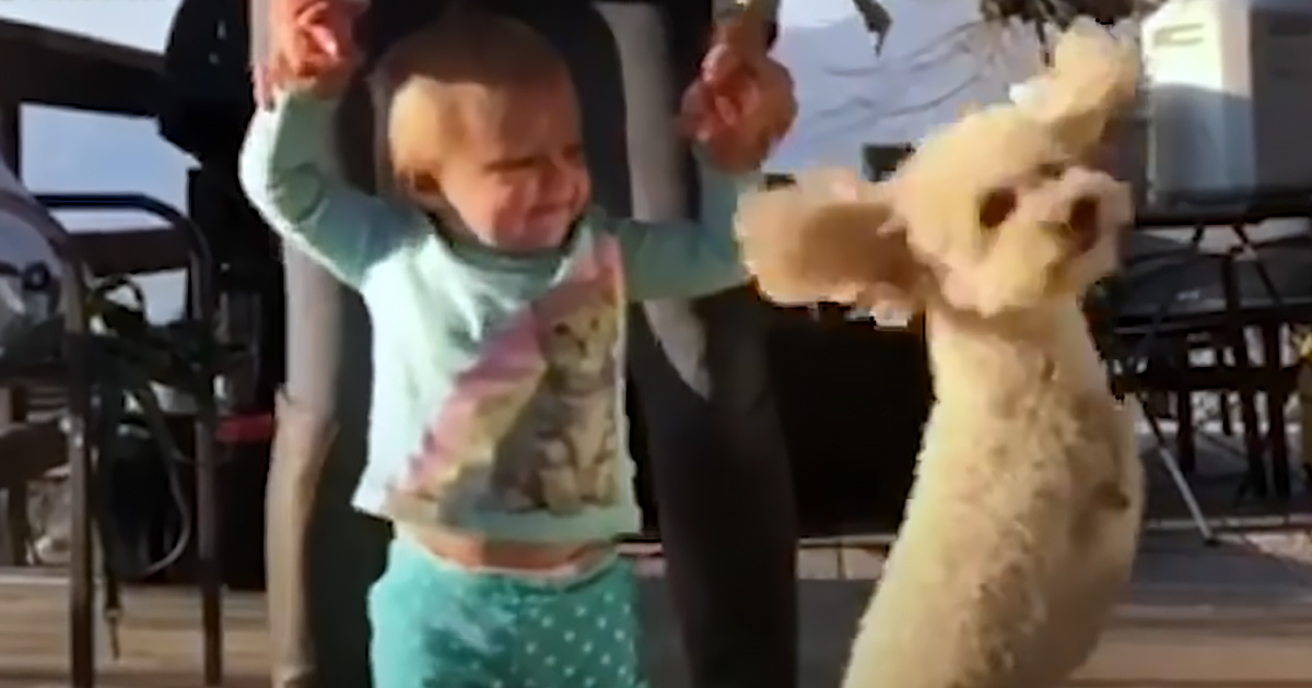 Poodle and her baby sister