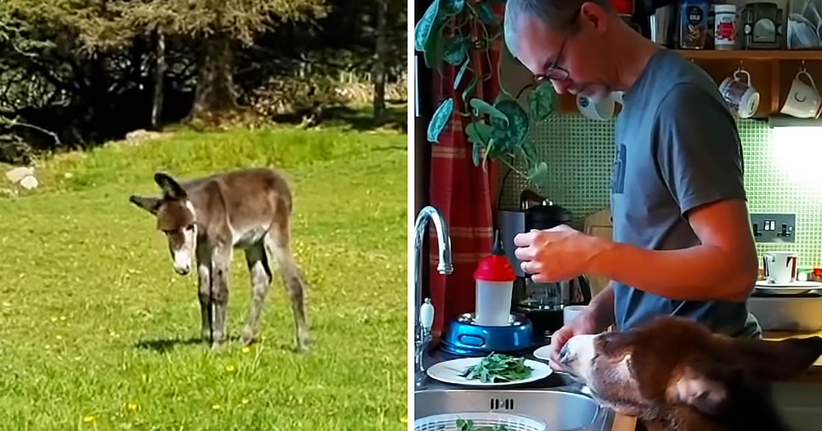 Rejected donkey