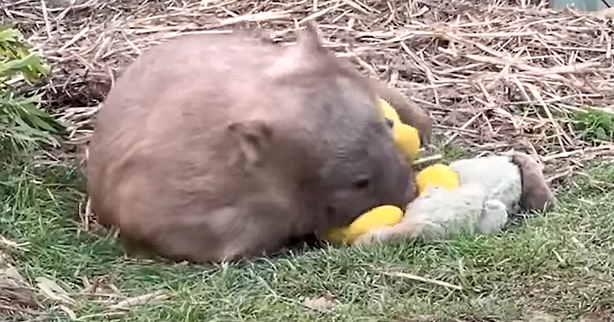 Wombat