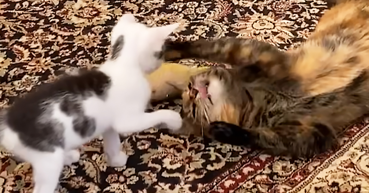 Kitten playing with his sibling