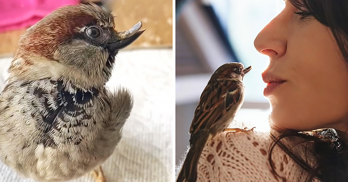 Rescued sparrow