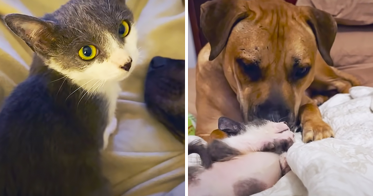 Kitten and Pitbull