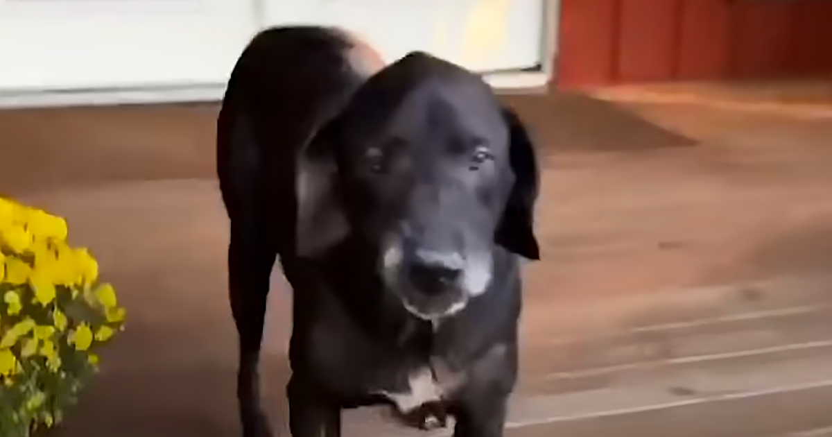 Stray dog