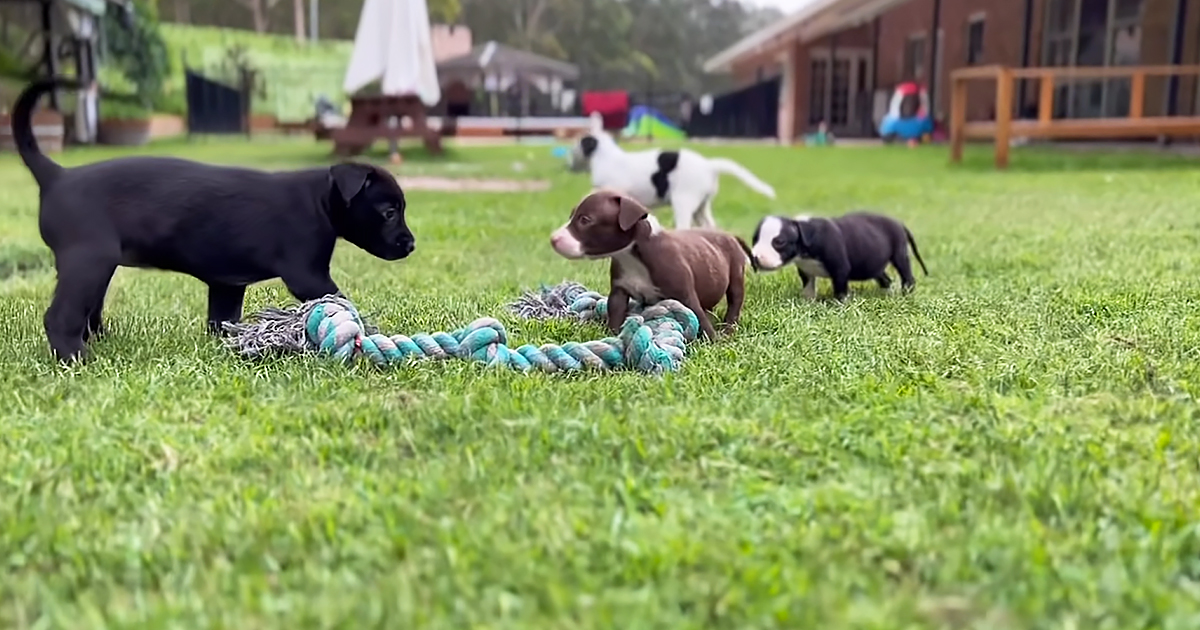 Puppies