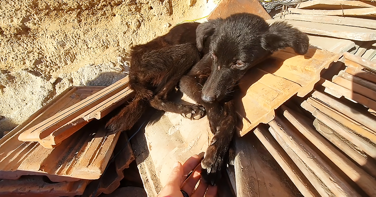 Stray dog