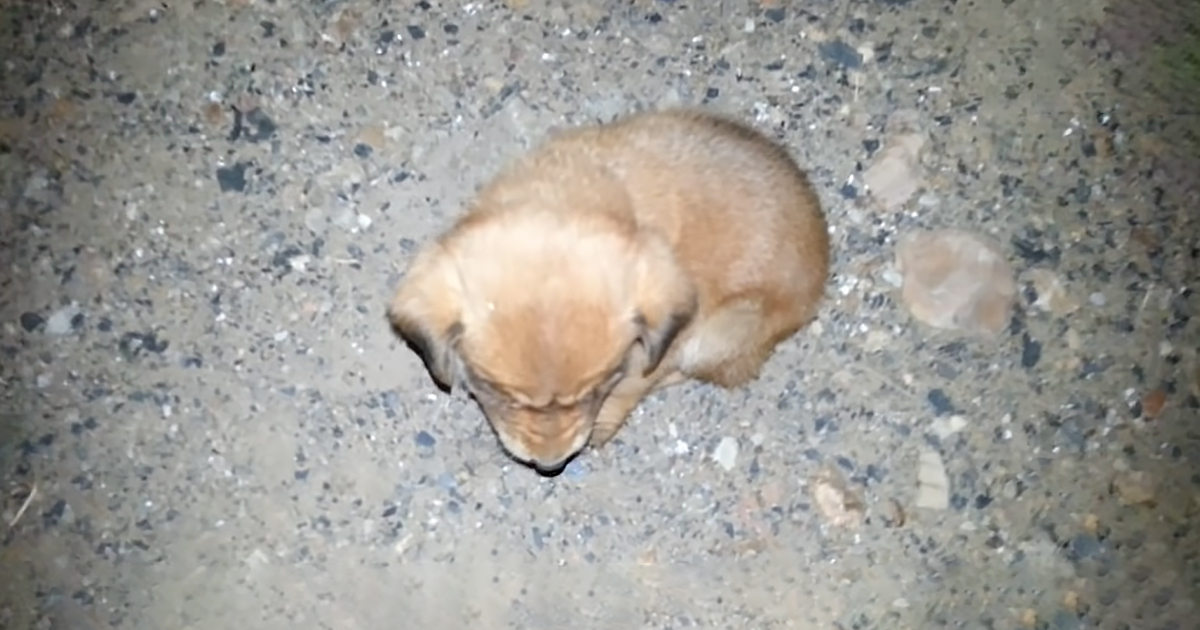 Stray puppy