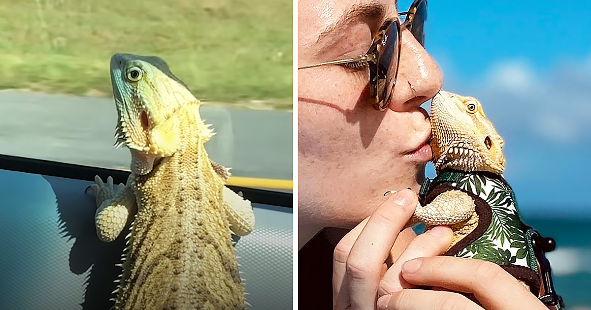 Bearded Dragon