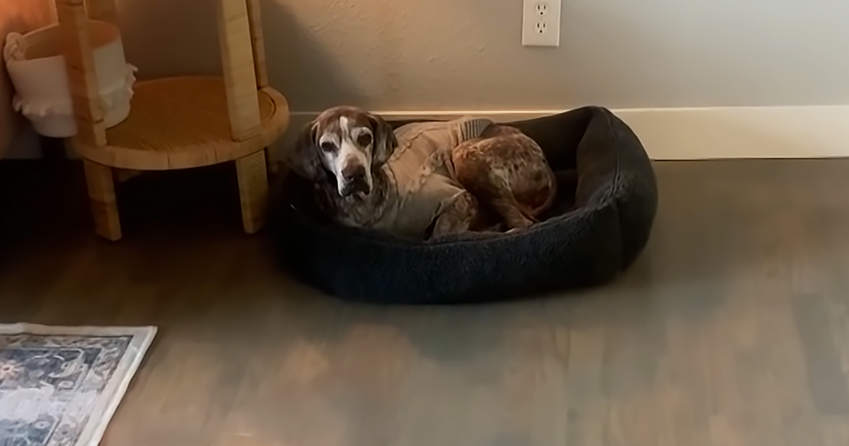 Senior rescue dog