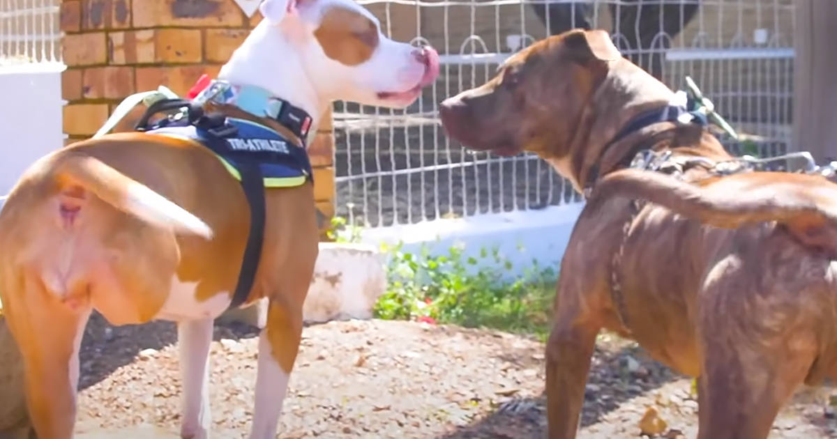 Two rescued Pitbull