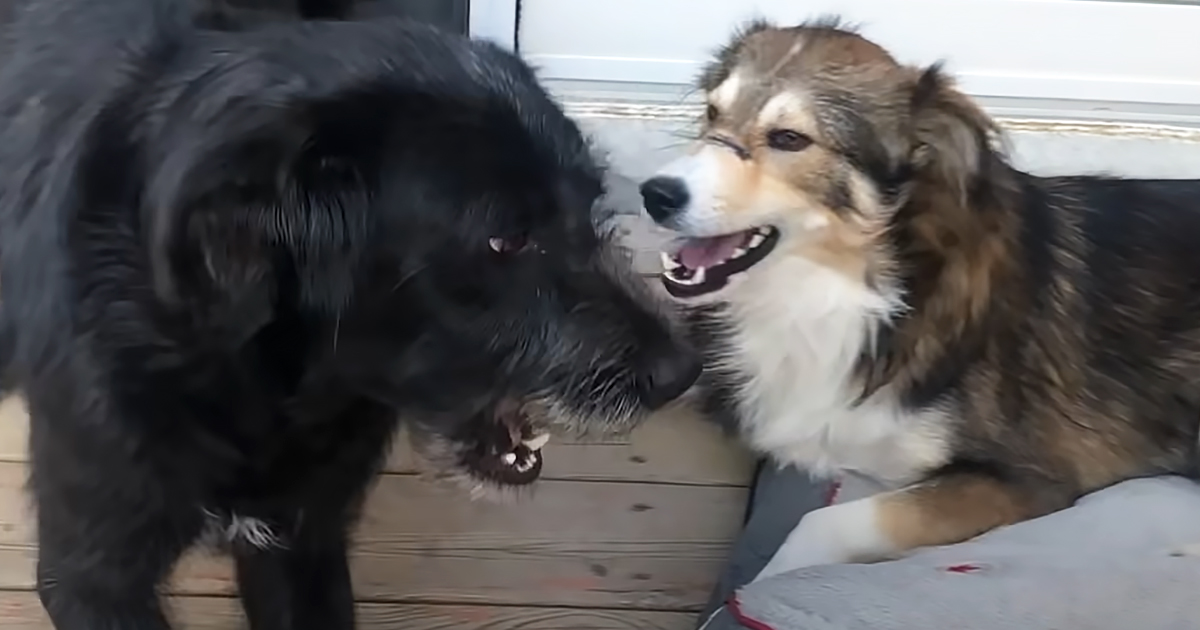 Stray dogs