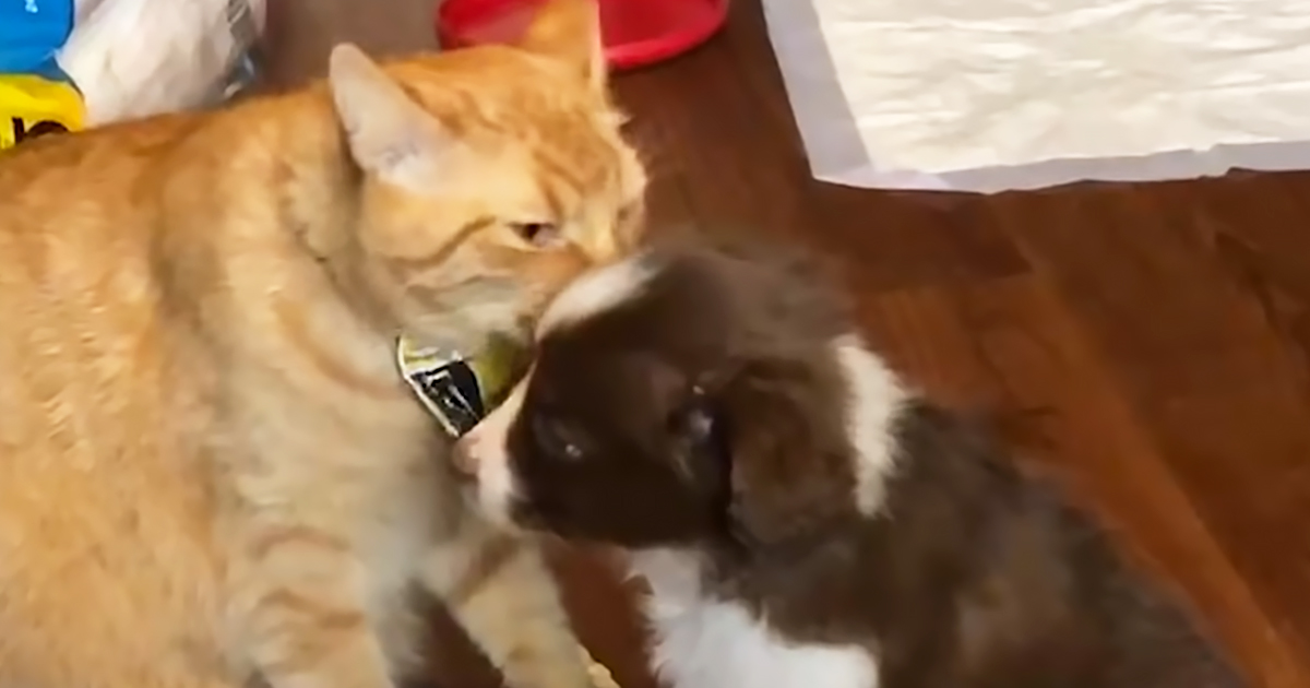 Cat and his puppy brother